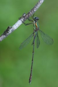 Leste vert