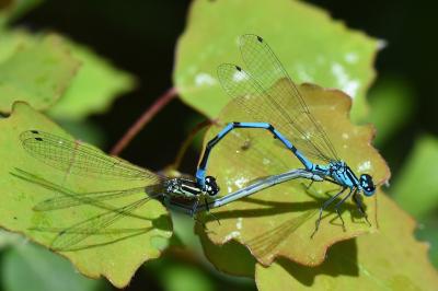 Agrion jouvencelle