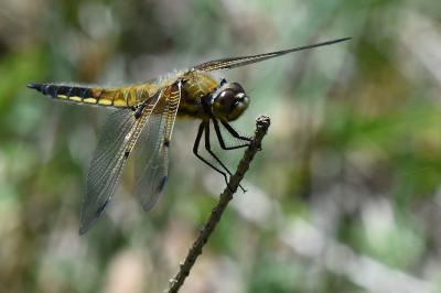 Libellule quadrimaculée 
