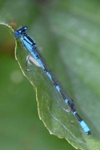Agrion porte-coupe