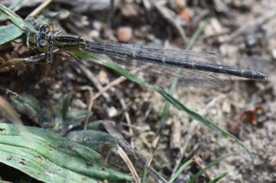 Agrion porte-coupe