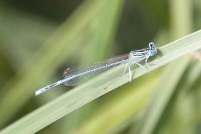 Agrion à larges pattes