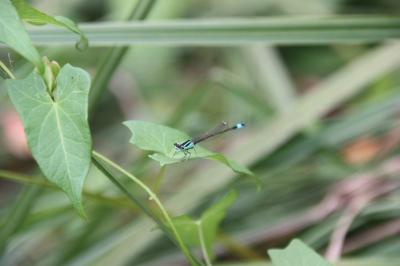Agrion élégant