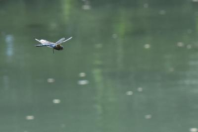 Anax empereur 