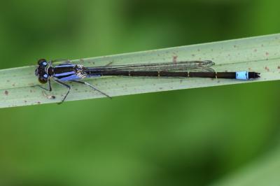 Agrion élégant