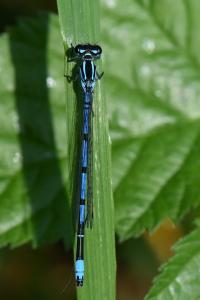 Agrion jouvencelle