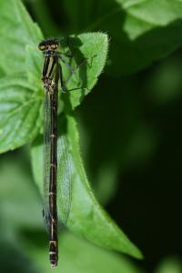Agrion porte-coupe
