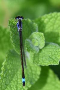 Agrion élégant