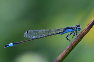 Agrion élégant