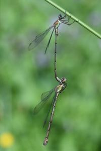 Leste vert