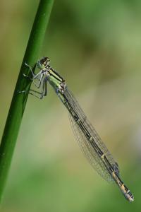 Agrion porte-coupe