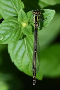Agrion porte-coupe
