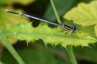 Agrion à larges pattes