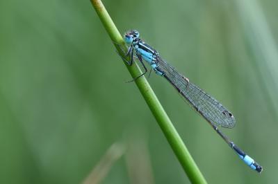 Agrion élégant