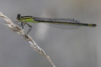 Agrion élégant