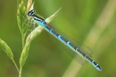 Agrion mignon 
