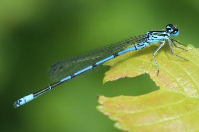 Coenagrion puella