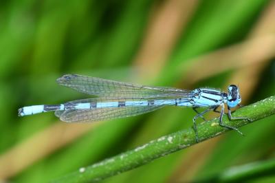 Agrion porte-coupe