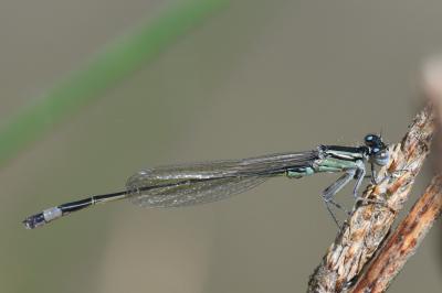 Agrion élégant