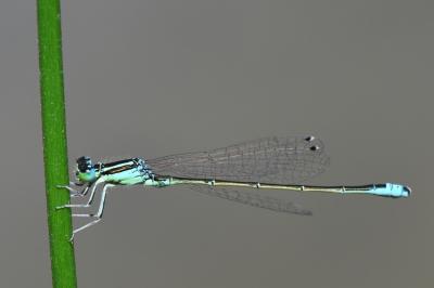 Agrion nain 