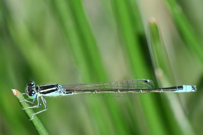 Agrion nain 