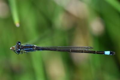 Agrion élégant