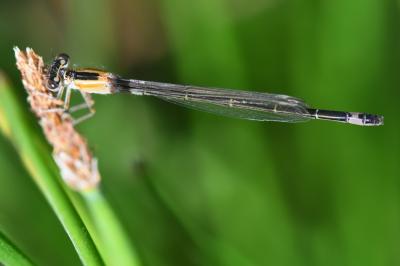 Agrion élégant