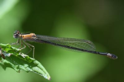 Agrion élégant