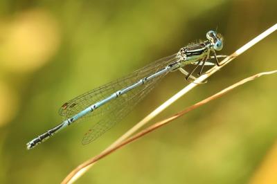 Agrion à larges pattes