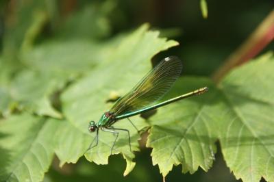 <i>Calopteryx</i>