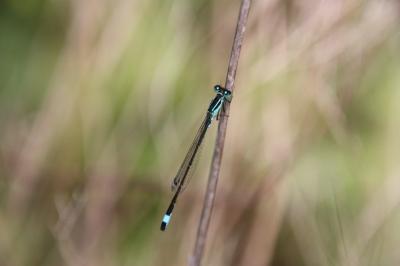 Agrion élégant