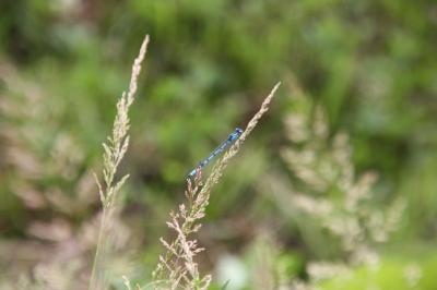 Agrion porte-coupe