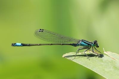 Agrion élégant