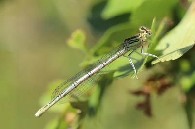 Agrion à larges pattes