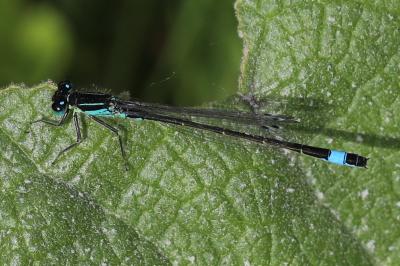 Agrion élégant