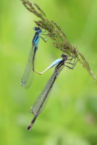 Agrion élégant