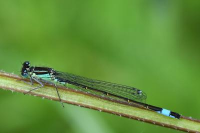 Agrion élégant