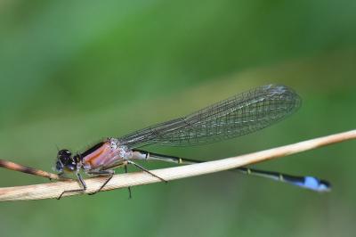 Ischnura elegans