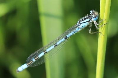 Agrion porte-coupe