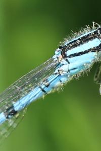 Agrion porte-coupe