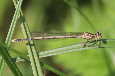Agrion à larges pattes