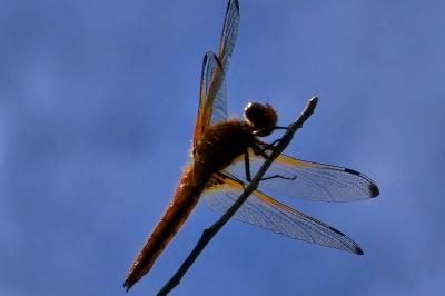 Libellule fauve 