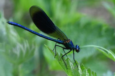 Calopteryx splendens