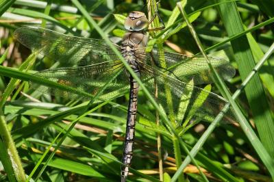 Anax empereur 