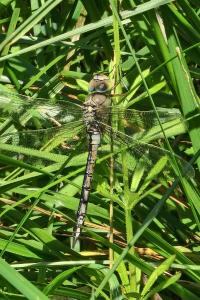 Anax empereur 