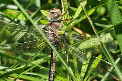 Anax empereur 