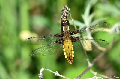 Libellula depressa