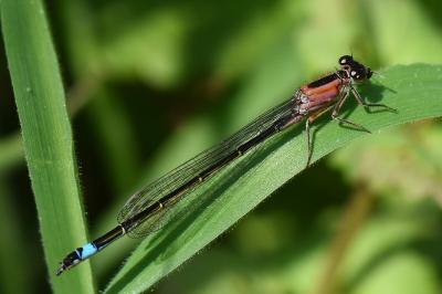 Agrion élégant
