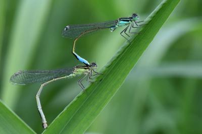 Agrion élégant