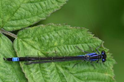 Agrion élégant